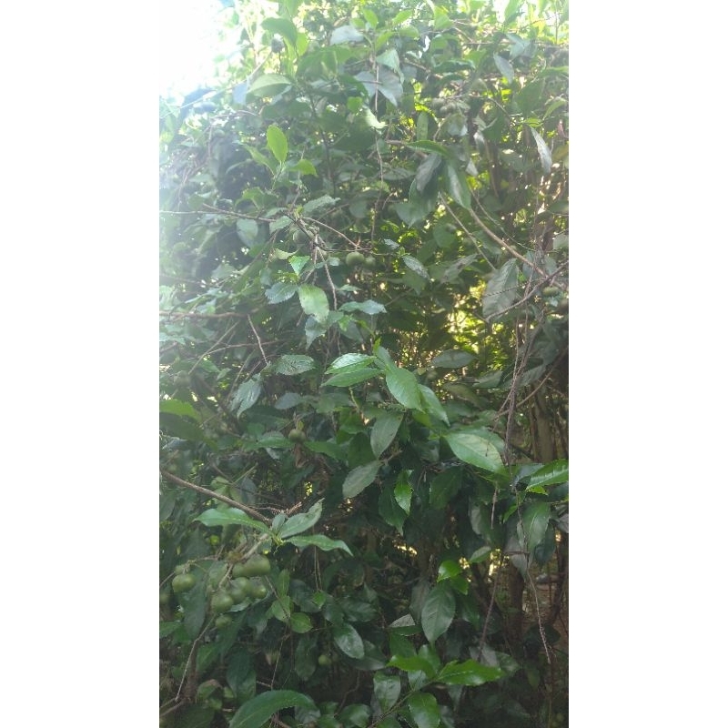 Lá chè xanh tươi