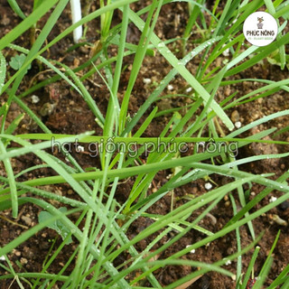 1gr - (Hỏa tốc) Hạt giống Hẹ lá nhỏ (Hẹ sẻ)