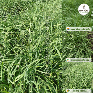 1gr - (Hỏa tốc) Hạt giống Hẹ lá nhỏ (Hẹ sẻ)