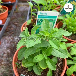 Hạt giống cây Cỏ Ngọt - 5 Hạt