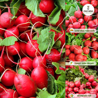 Hạt giống Củ Cải Đỏ Tròn - 2 Gram