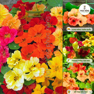 Hạt giống hoa Sen Cạn rũ - 15 Hạt