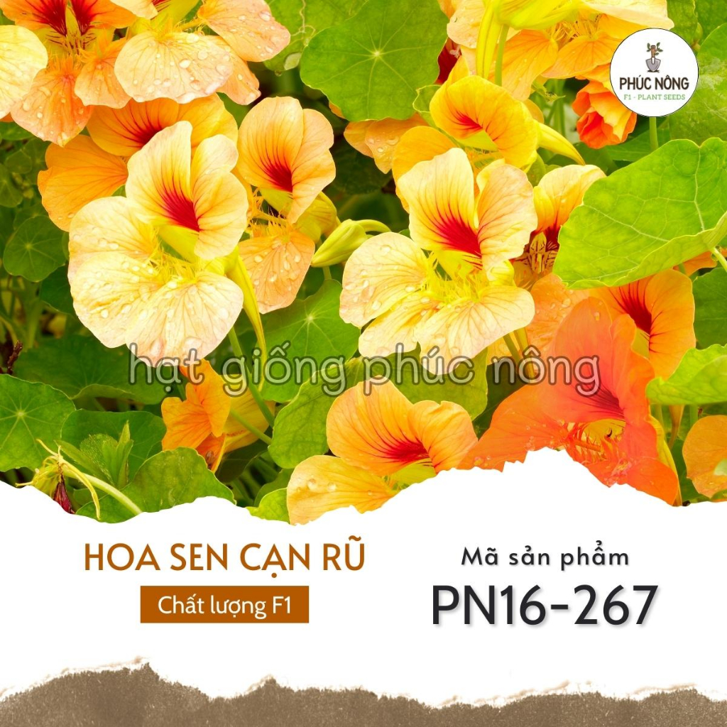 Hạt giống hoa Sen Cạn rũ - 15 Hạt