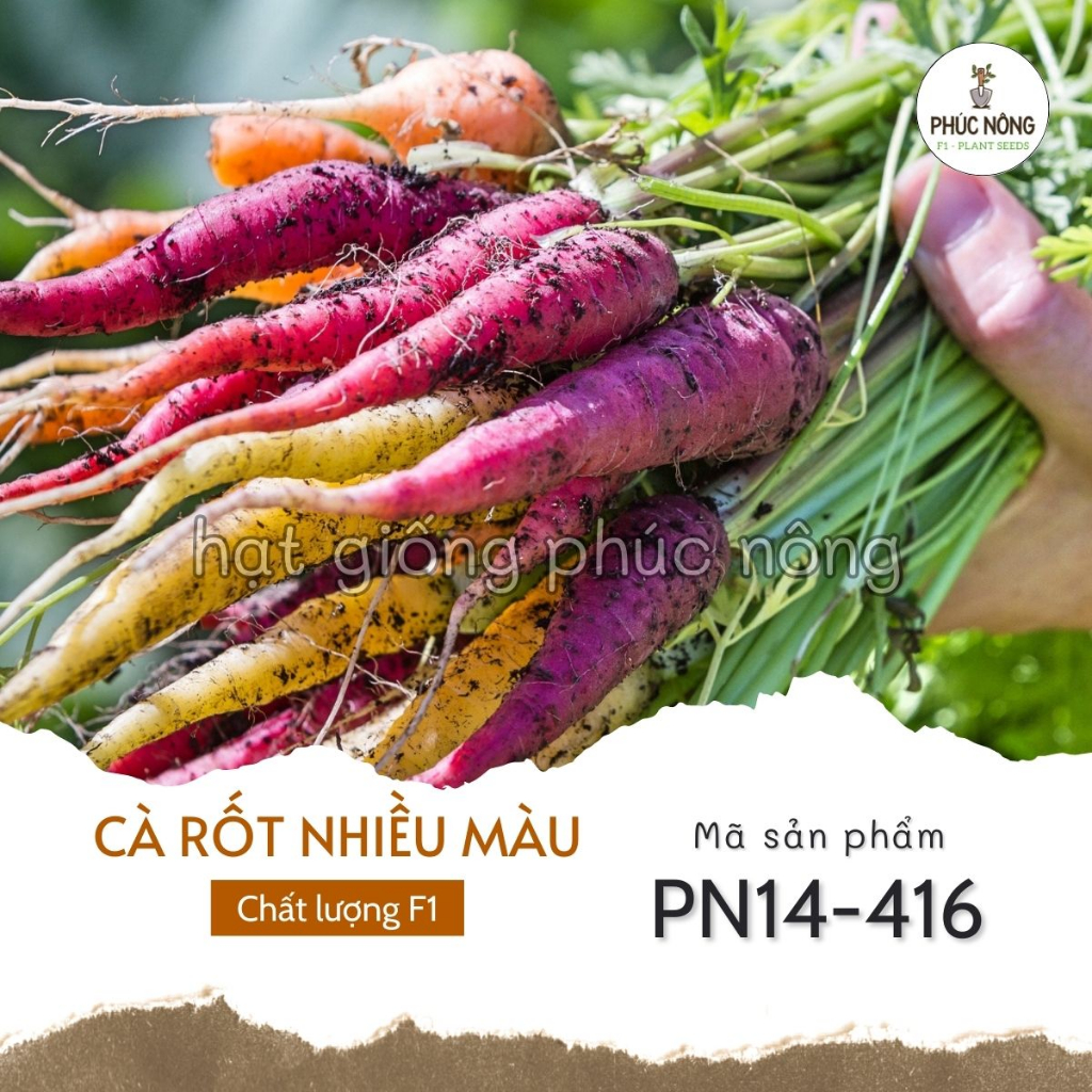 Hạt giống Cà Rốt nhiều màu - 50 Hạt