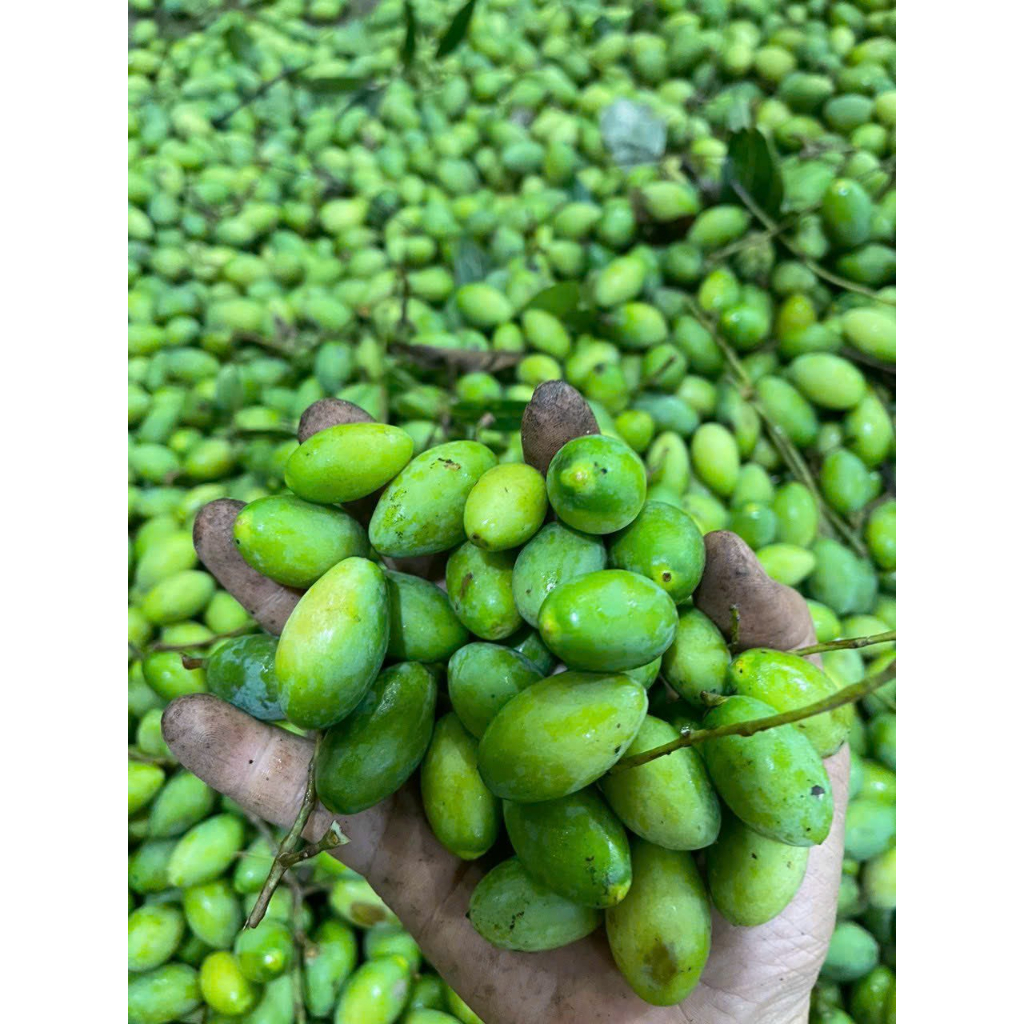 Trám xanh đặc sản núi rừng 2kg-3kg-5kg/trám đen om sẵn hút chân không