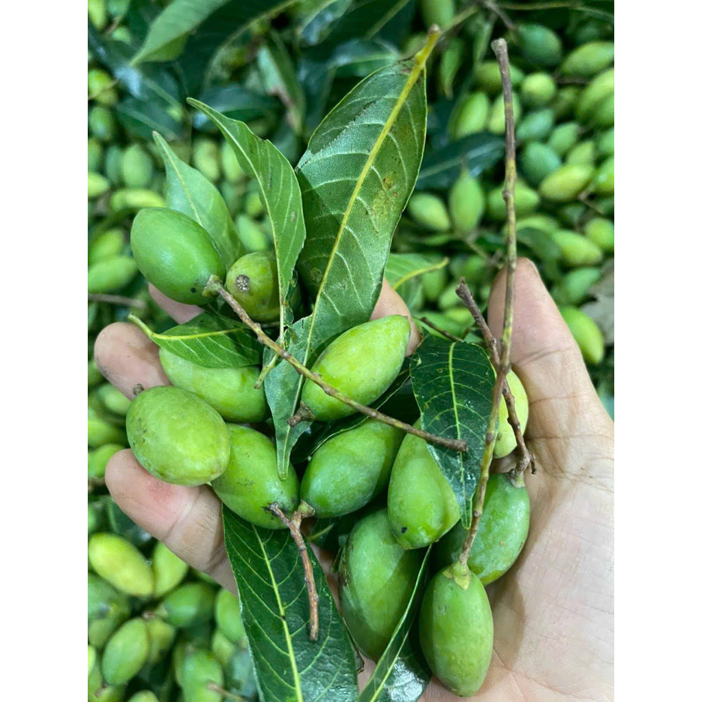 Trám xanh đặc sản núi rừng 2kg-3kg-5kg/trám đen om sẵn hút chân không