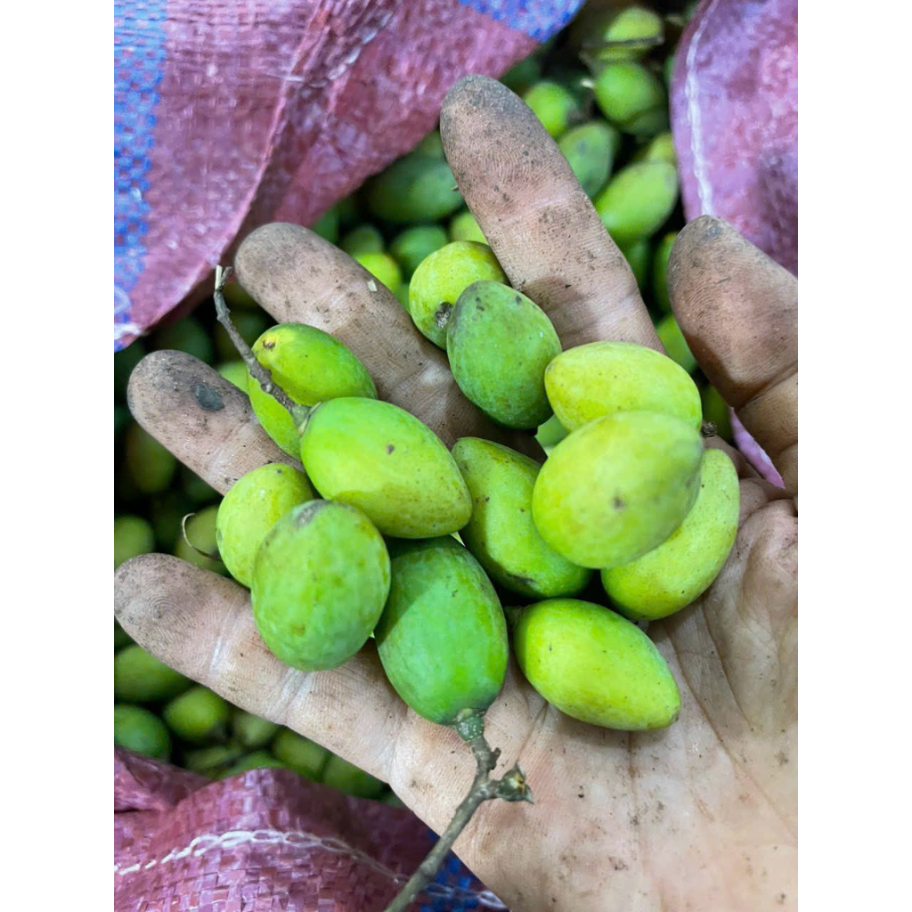 Trám xanh đặc sản núi rừng 2kg-3kg-5kg/trám đen om sẵn hút chân không