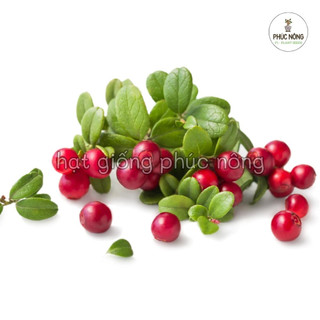 Hạt giống cây Việt Quất đỏ - 30 Hạt