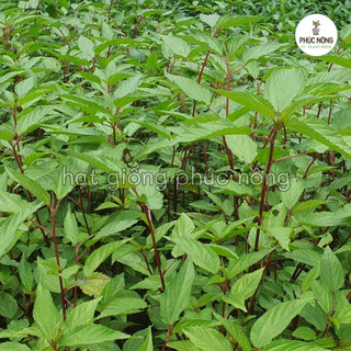 10gr - (Hỏa tốc) Hạt giống Rau Đay đỏ