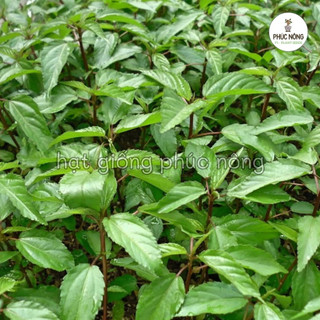 10gr - (Hỏa tốc) Hạt giống Rau Đay đỏ