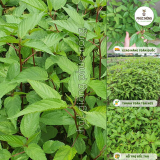 10gr - (Hỏa tốc) Hạt giống Rau Đay đỏ