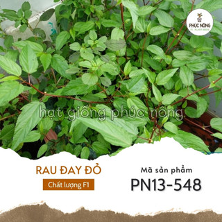 Hạt giống rau đay đỏ - 3500 hạt