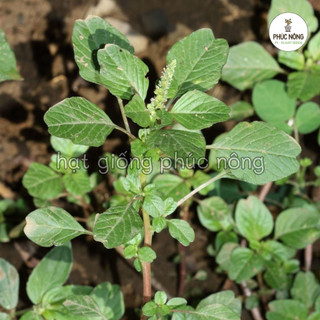 Hạt giống Rau Dền Cơm - 5 Gram