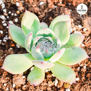 Hạt giống Sen Đá mix - 20 Hạt