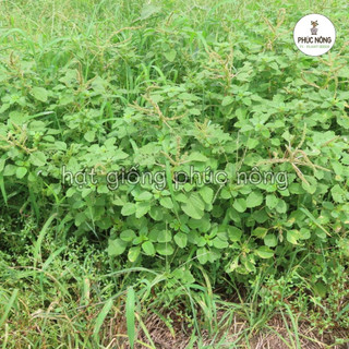 Hạt giống Rau Dền Cơm - 5 Gram