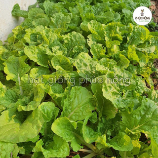 20gr - (Hỏa tốc) Hạt giống Rau Cải Bẹ Dún