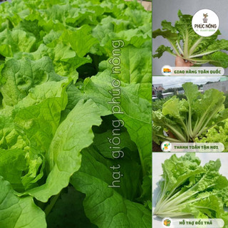 20gr - (Hỏa tốc) Hạt giống Rau Cải Bẹ Dún