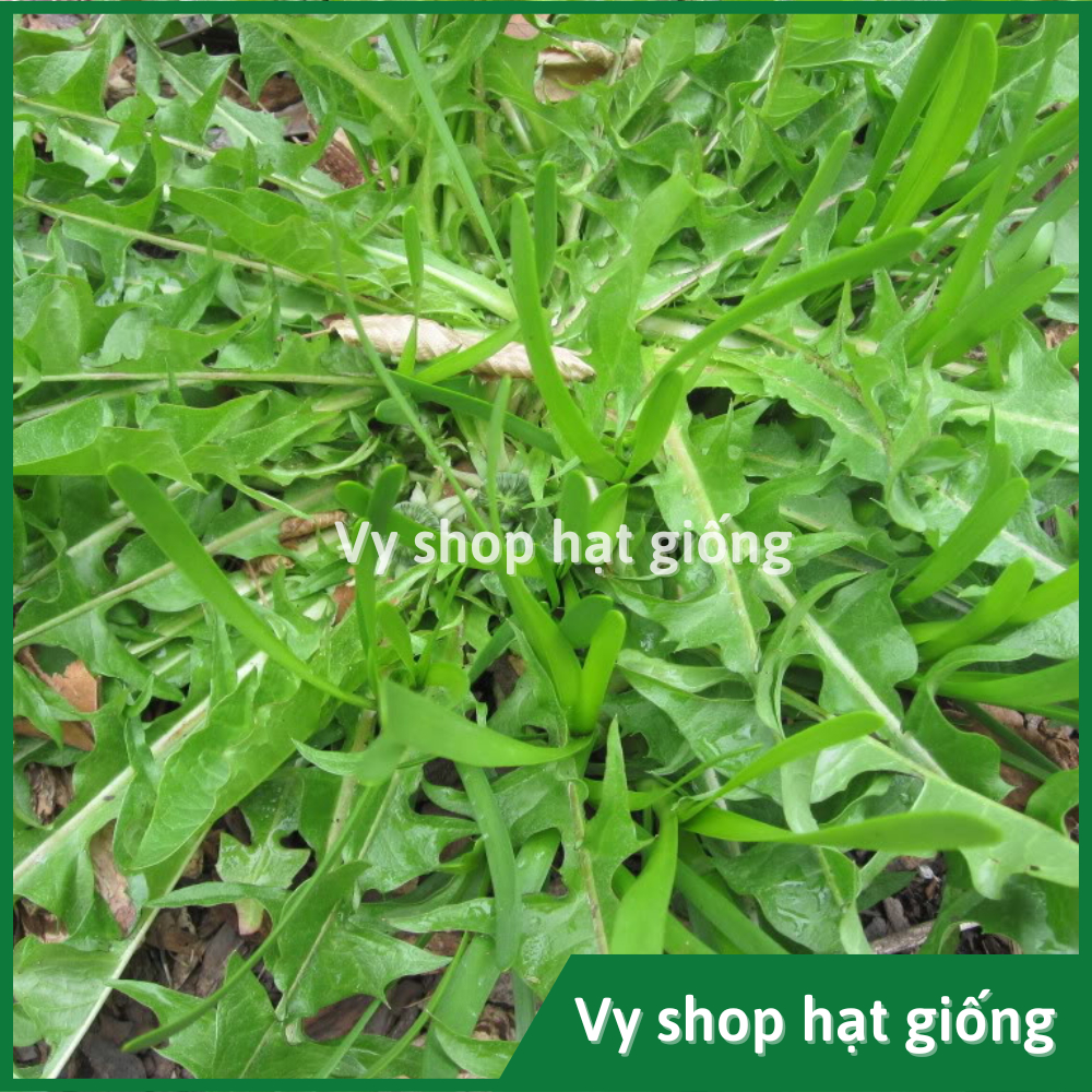 Hạt giống rau bồ công anh - Dandelion gói 1000 hạt