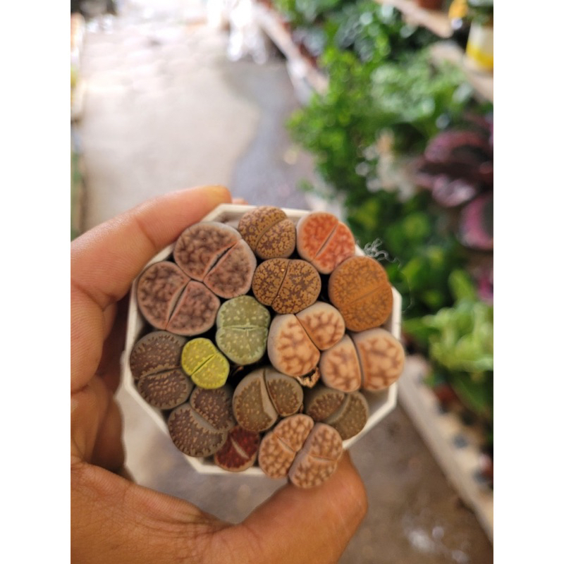 Chậu sen mông mix vân hiếm,cây đôi nhiều màu sắc