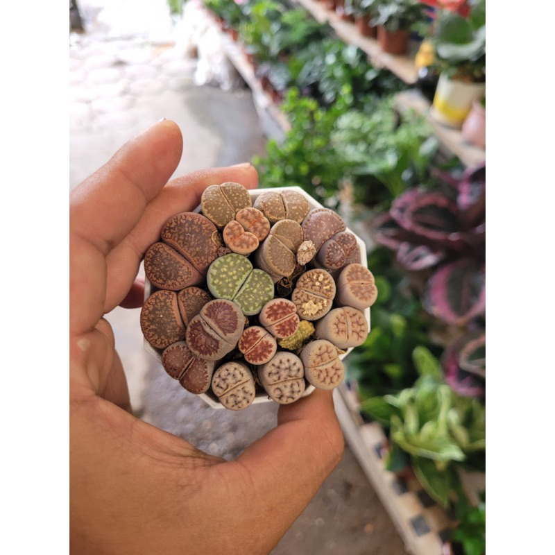 Chậu sen mông mix vân hiếm,cây đôi nhiều màu sắc