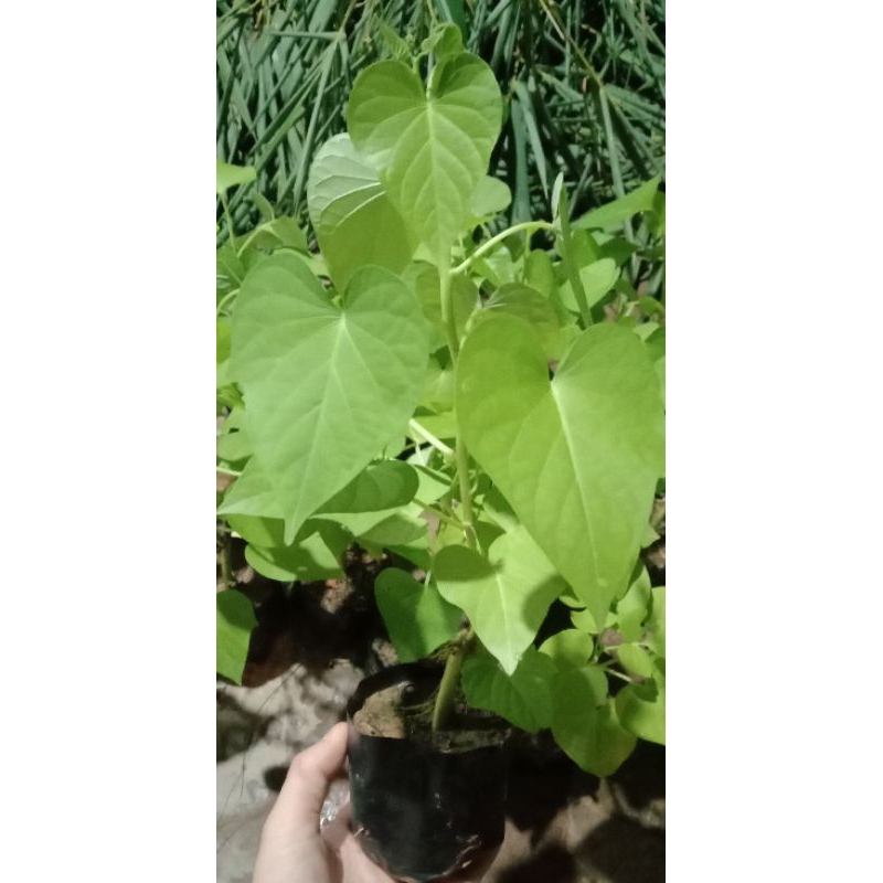 Bầu giống rau khoai lang trắng Đà Lạt