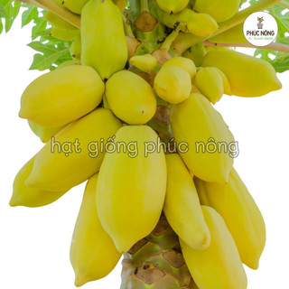Hạt giống Đu Đủ Vỏ Vàng - 10 Hạt