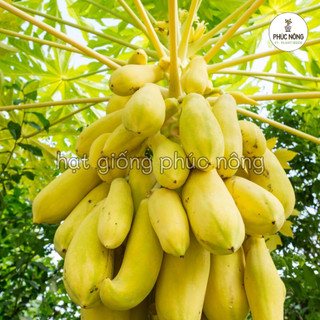 Hạt giống Đu Đủ Vỏ Vàng - 10 Hạt