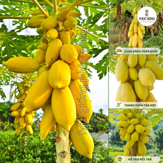 Hạt giống Đu Đủ Vỏ Vàng - 10 Hạt