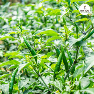 40 hạt - (Hỏa tốc) Hạt giống Cây Ớt Hiểm