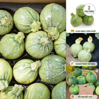 Hạt giống Bí Ngồi Tròn - 10 Hạt