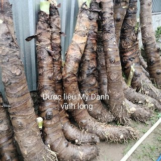 Bạc hà núi an giang.