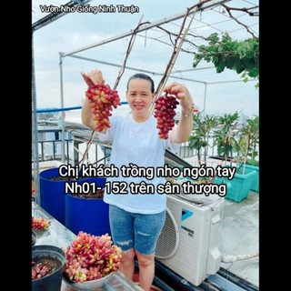 (PHẠM GIA FARM) Cây Nho Giống Ngón Tay NH01-152 (Có Video Hướng Dẫn Thực Tế Đến Khi Cho Trái)