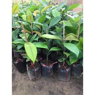 Cây giống măng cụt giống đẹp