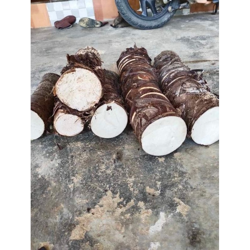 2 CỦ = 2kg BẠC HÀ NÚI SIÊU TO NHƯ HÌNH