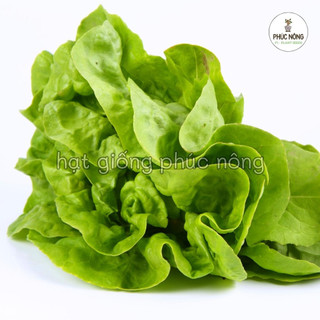 Hạt giống Xà Lách Búp - 2 Gram