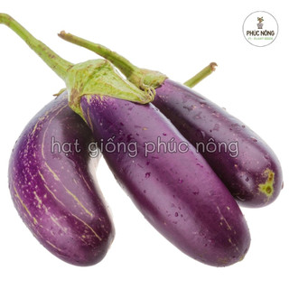 1gr - (Hỏa tốc) Hạt giống Cà Tím Quả Dài