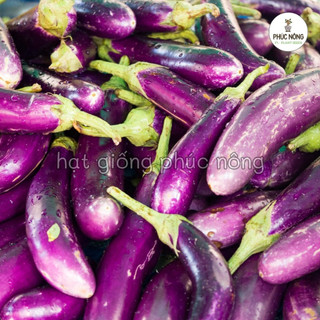 1gr - (Hỏa tốc) Hạt giống Cà Tím Quả Dài