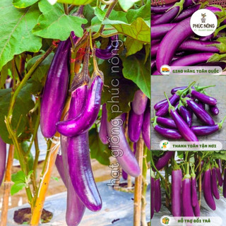 1gr - (Hỏa tốc) Hạt giống Cà Tím Quả Dài
