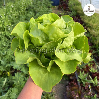Hạt giống Xà Lách Búp - 2 Gram