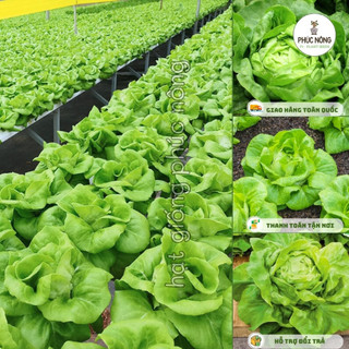 Hạt giống Xà Lách Búp - 2 Gram