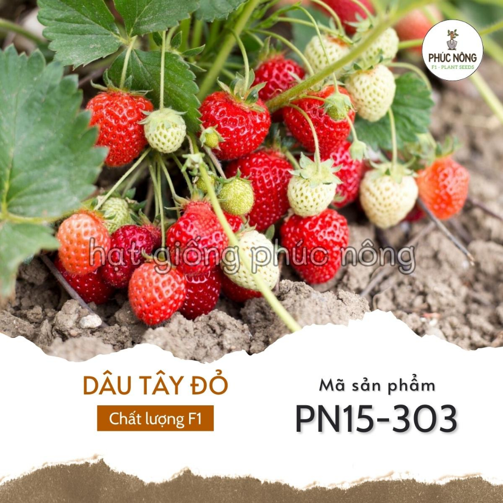 Hạt giống Dâu Tây Đỏ - 100 Hạt