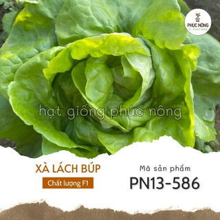 Hạt giống xà lách búp - 2 gram