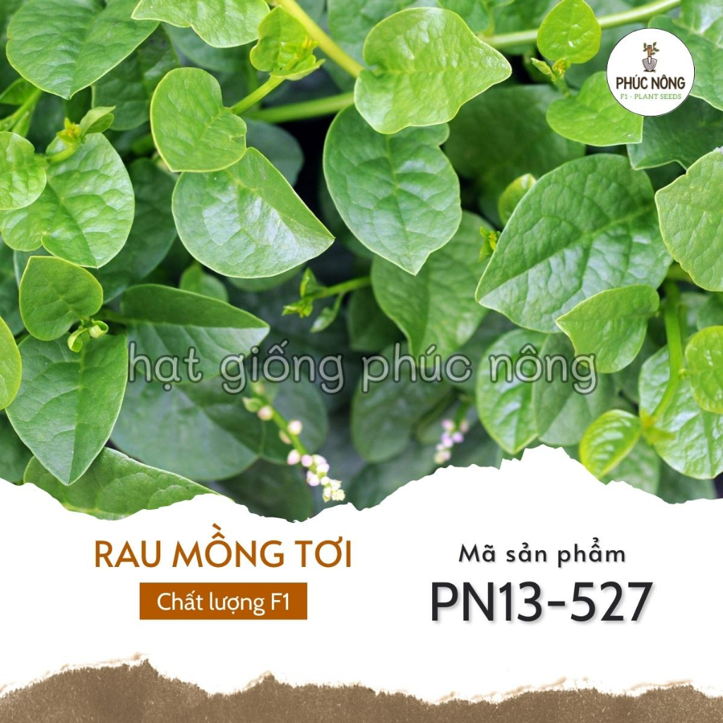 Hạt giống rau Mồng Tơi - 300 Hạt