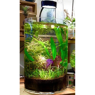 Bình thuỷ tinh hình trụ tròn 20x40 cm - Hồ cá mini - terrarium - decor bàn làm việc