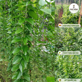 Hạt giống Sương Sâm - 30 Hạt