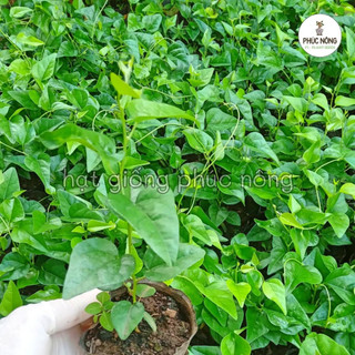 Hạt giống Sương Sâm - 30 Hạt
