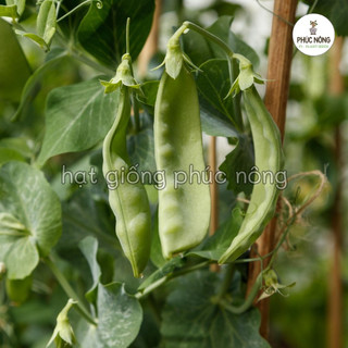 Hạt giống Đậu Hà Lan - 20 Gram