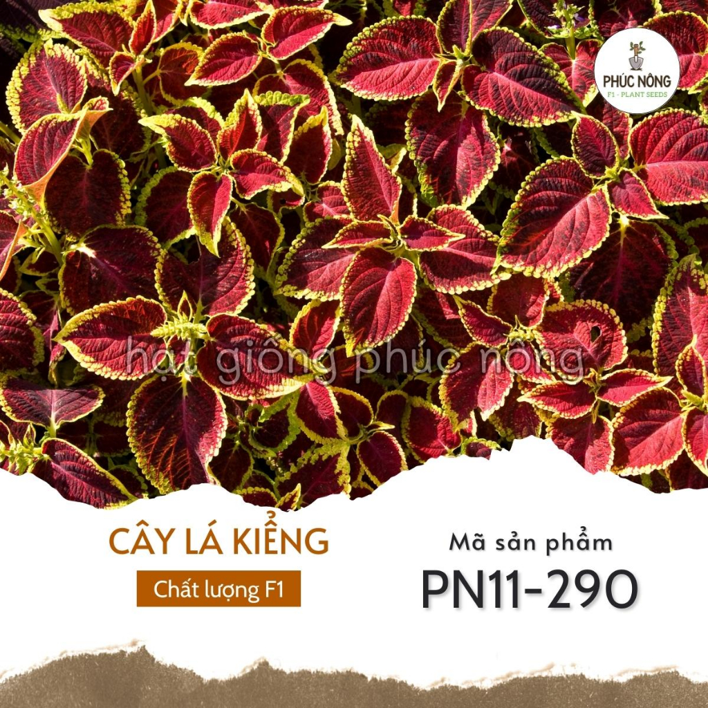 Hạt giống Cây Lá Kiểng - 25 hạt