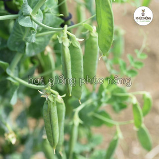 Hạt giống Đậu Hà Lan - 20 Gram