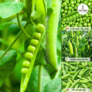 Hạt giống Đậu Hà Lan - 20 Gram